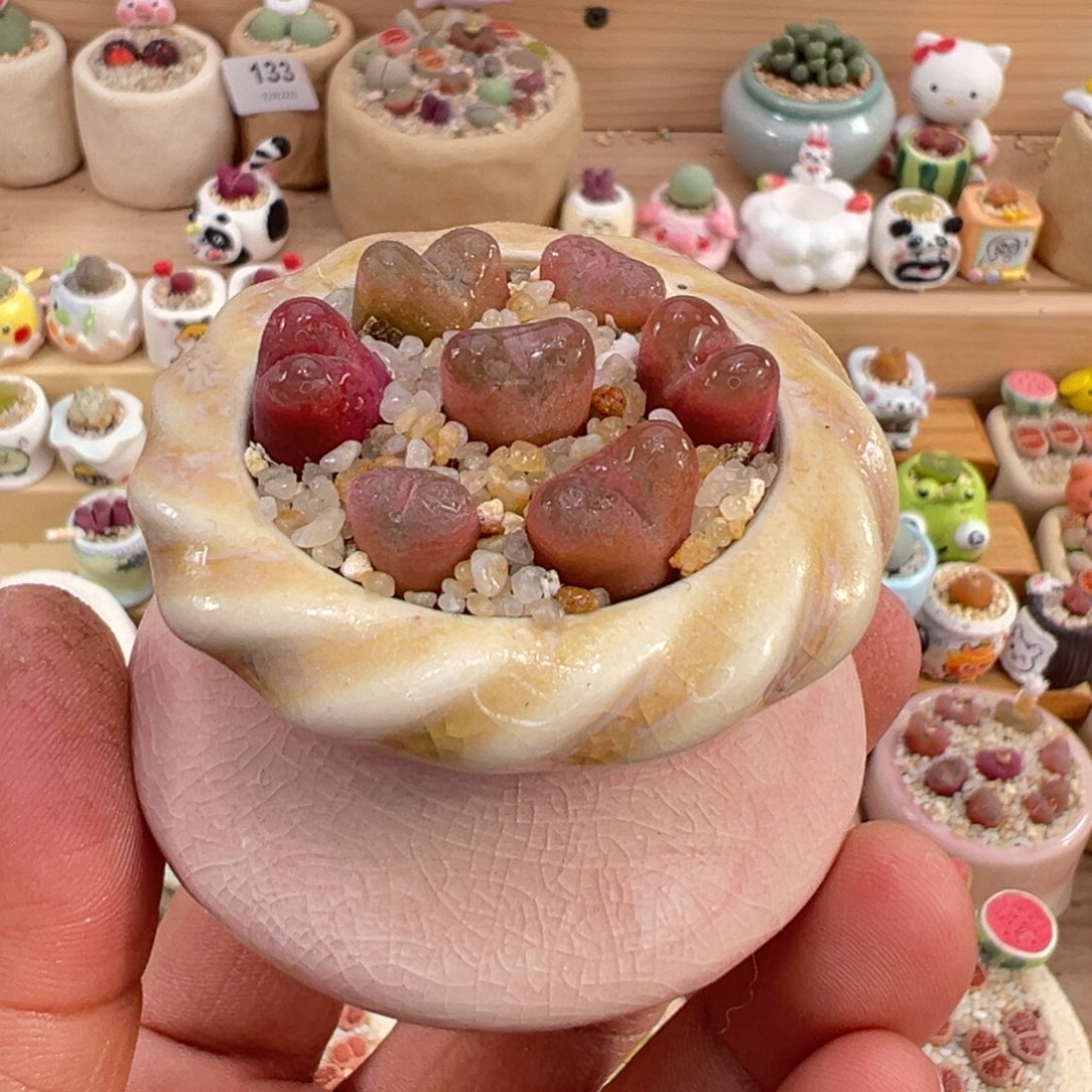 多肉植物16号毛汉尼带盆