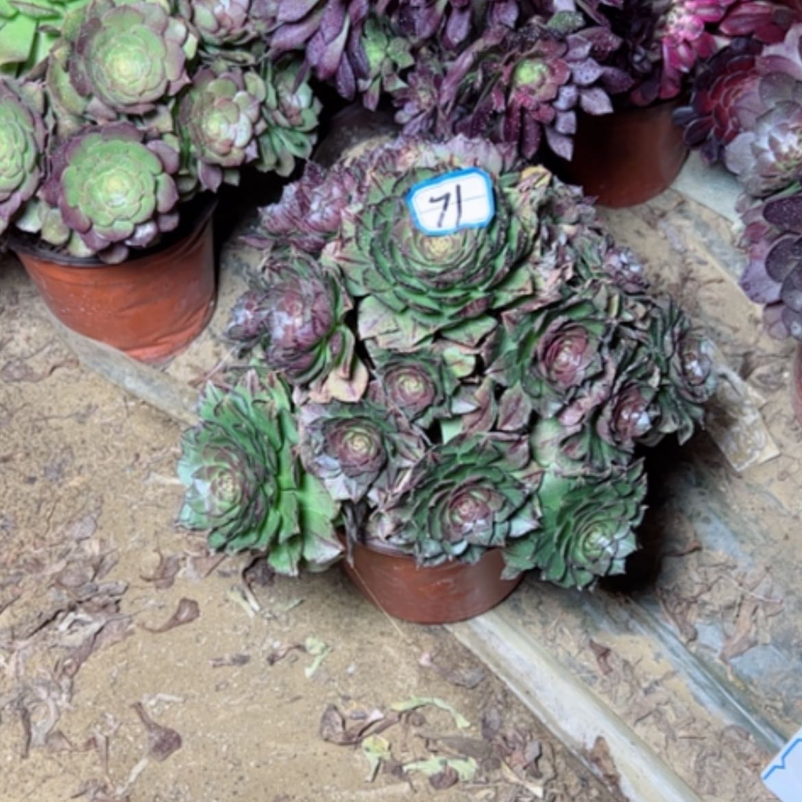 【闪购商品】多肉植物万拉丝71