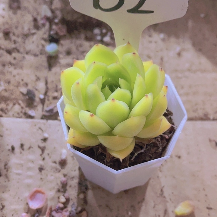 精品B2白拉糖八角盆