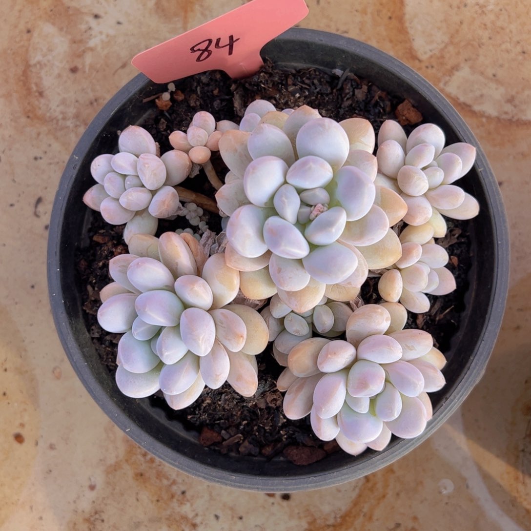 ?**?香玉的故事是一个人的故事