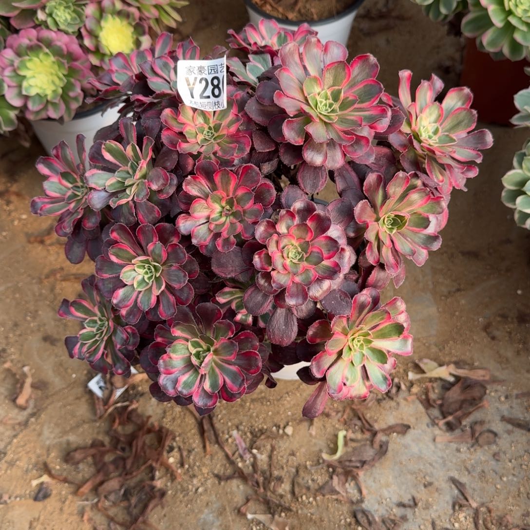 280丽娜官服25左右2