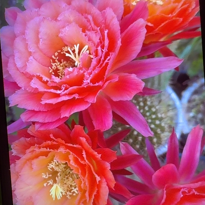 牛牛带根高10公分毛花柱