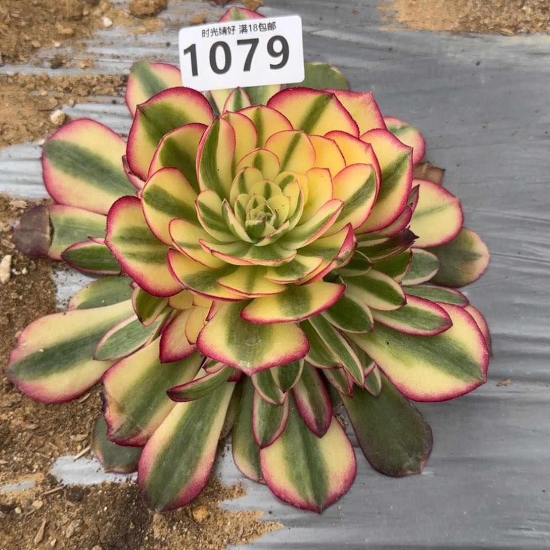 1079荔枝多肉植物