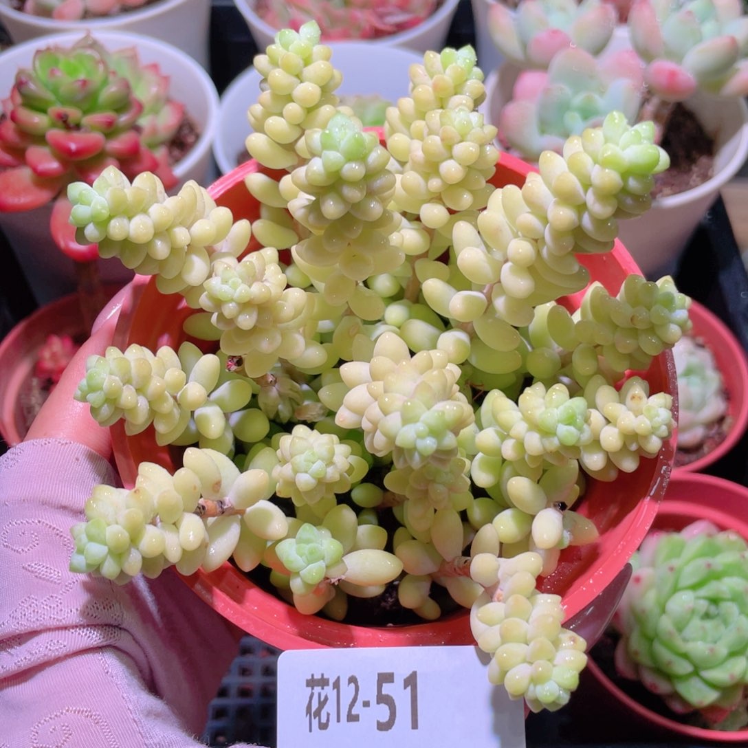 花利美12-51玉坠群