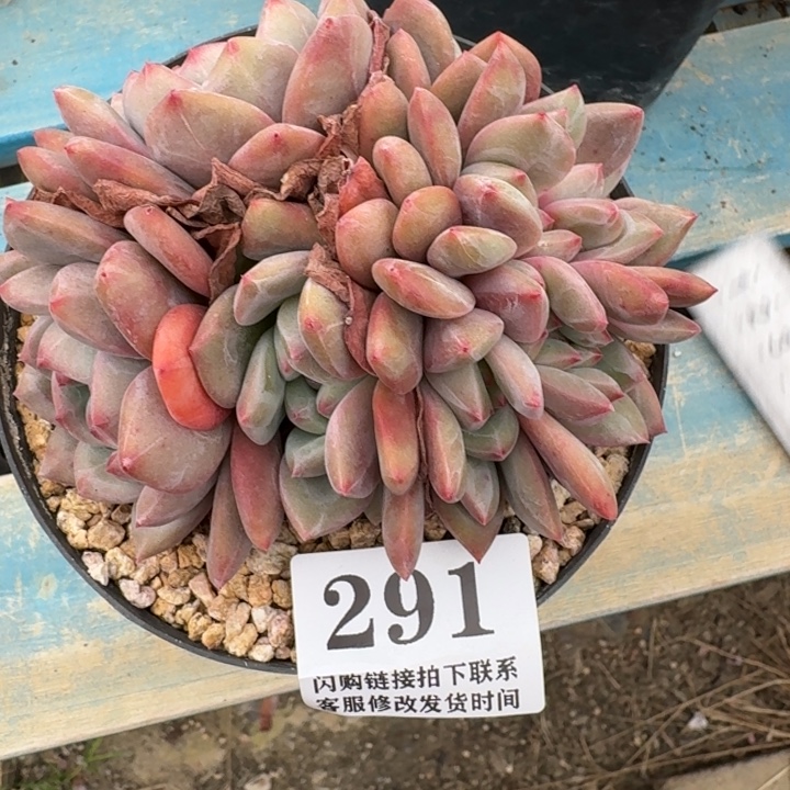 291凌雪朵朵缀有砍10cm左右