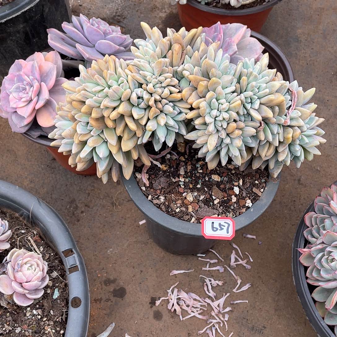 657淡雪缀 一物一拍多肉