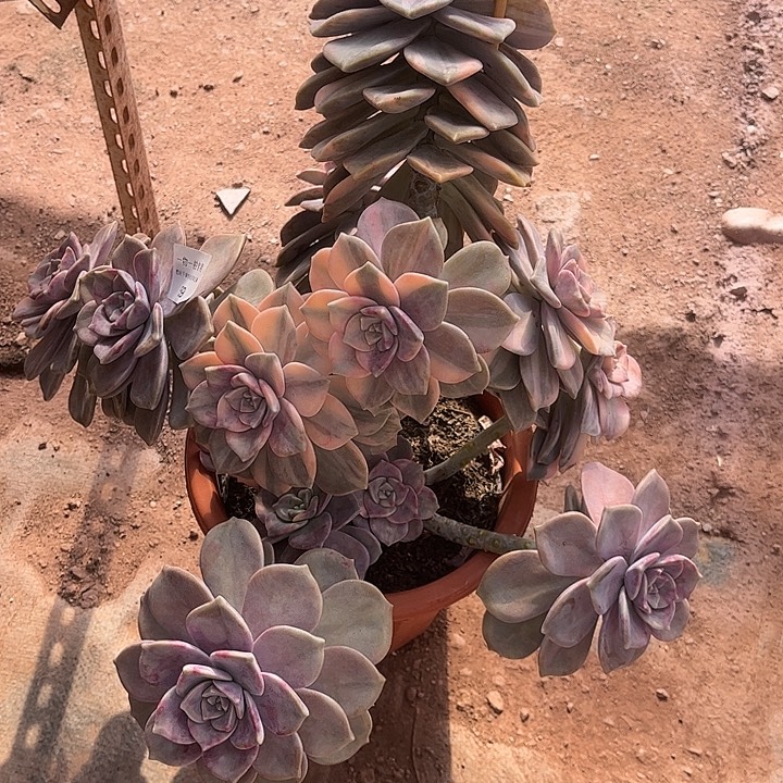 希***姐紫乐锦大群，不包损，介意勿拍