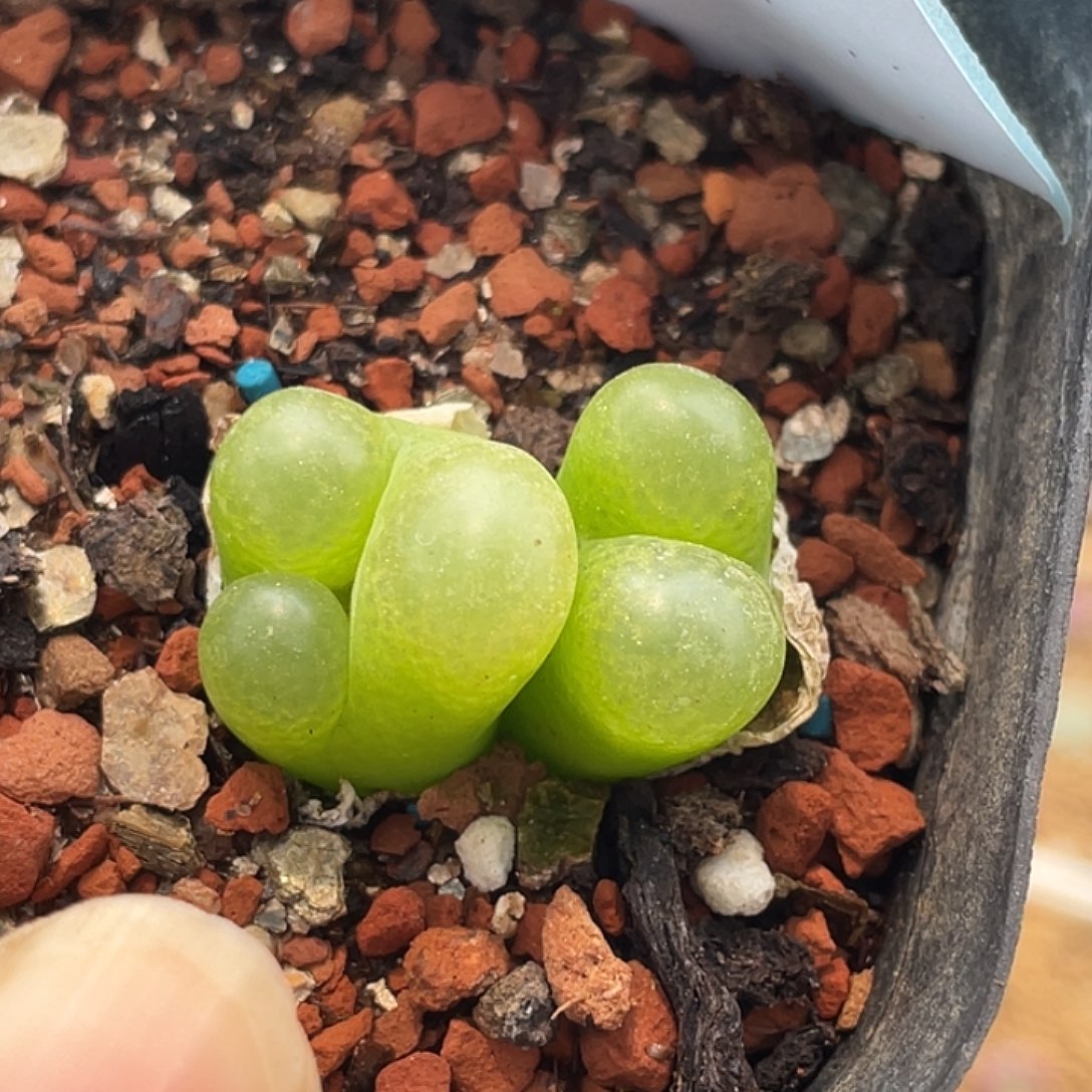 10-54毛奔多肉植物