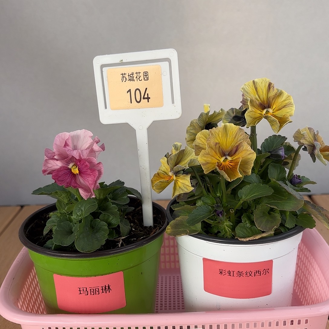 大部分开放少量花苞104