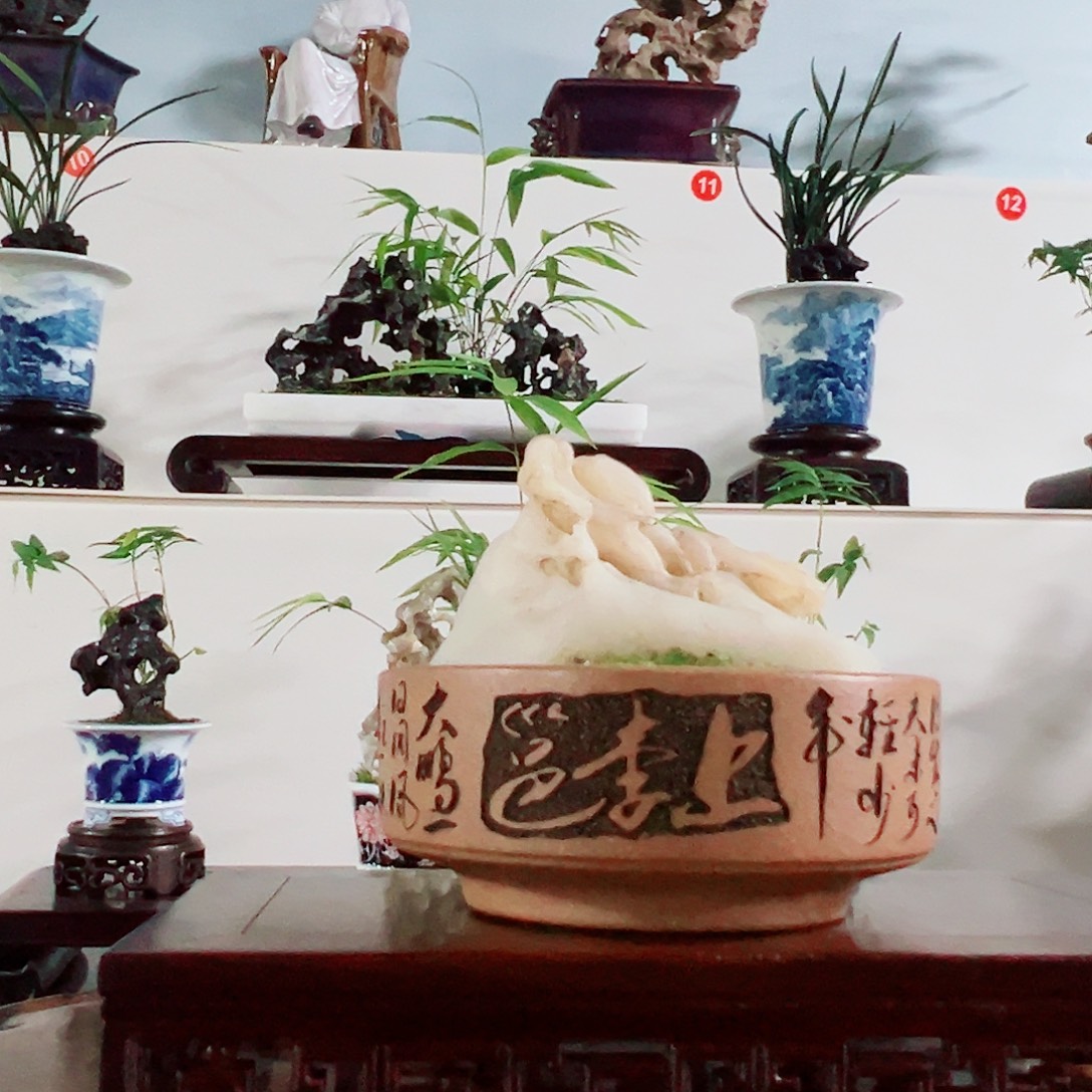 丁***望无花朵盆景，菖蒲，风凌玉