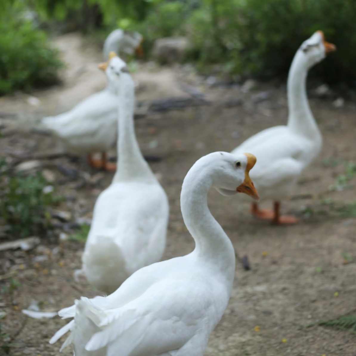 五淮村农户散养3年大鹅