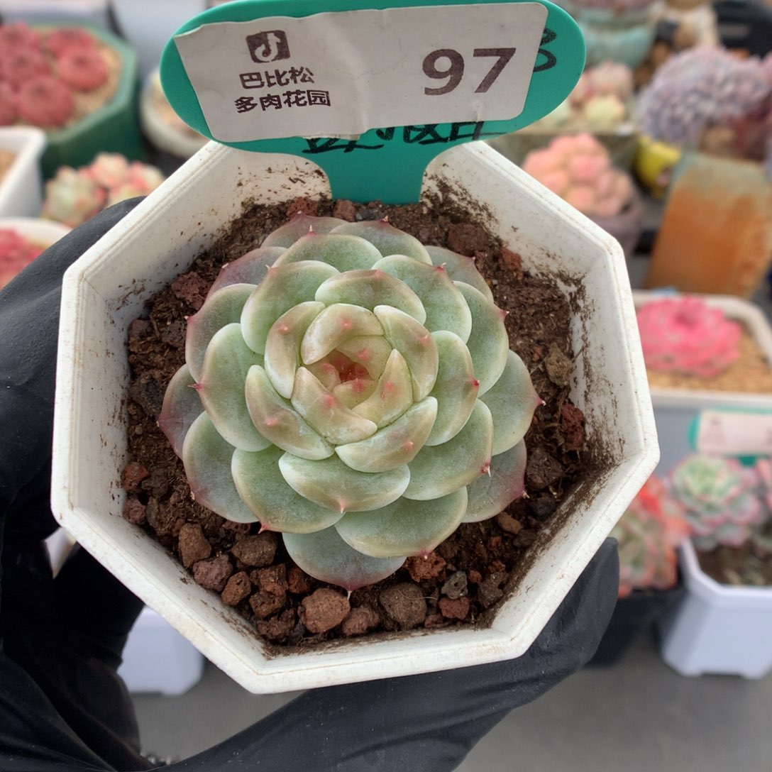 97 冰魄多肉多肉多肉