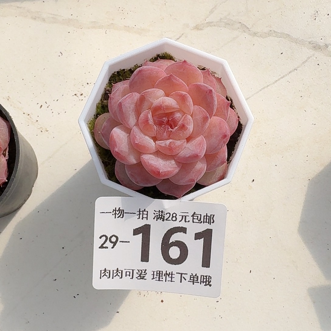 紫霜无盆土发货无盆