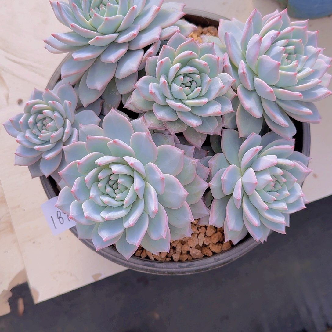 1895粉蓝鸟多肉植物