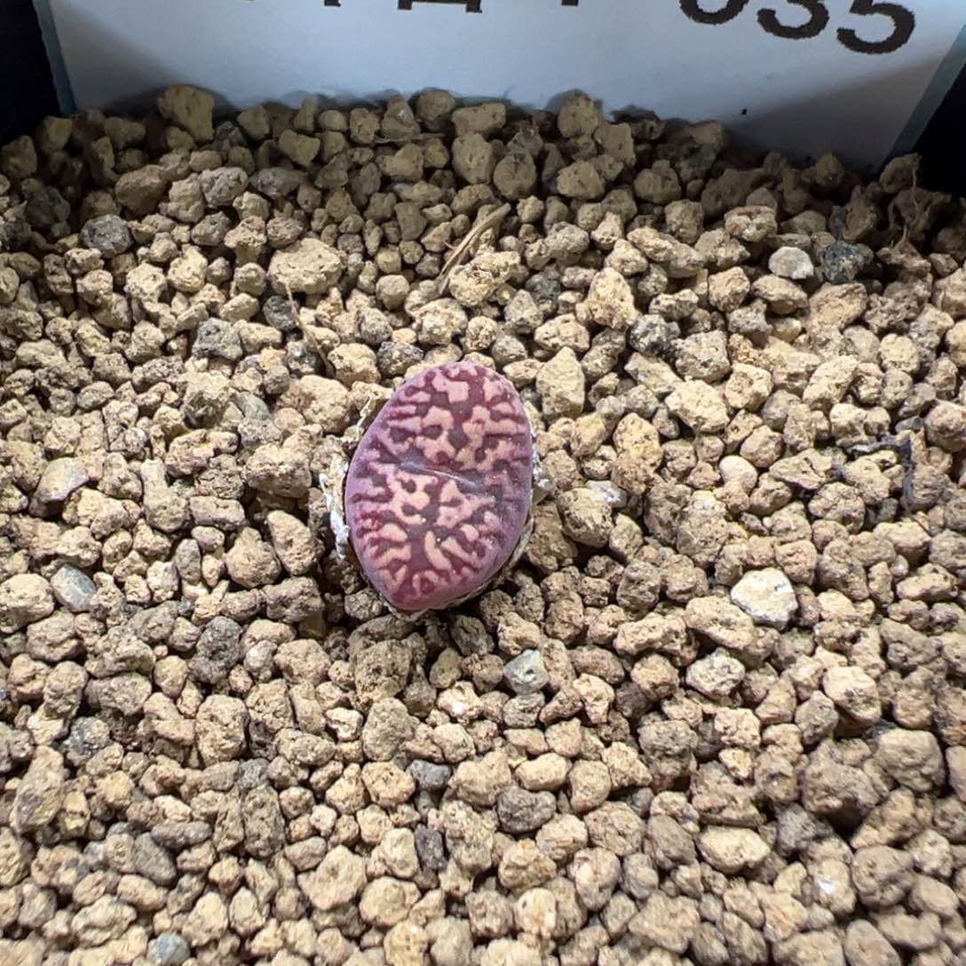 4-33肉锥多肉植物