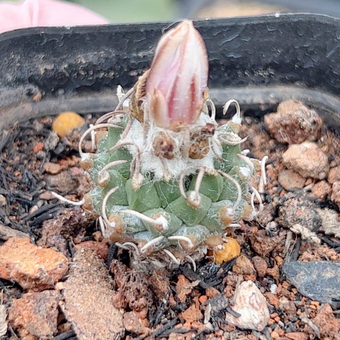 实生 安德森仙人球