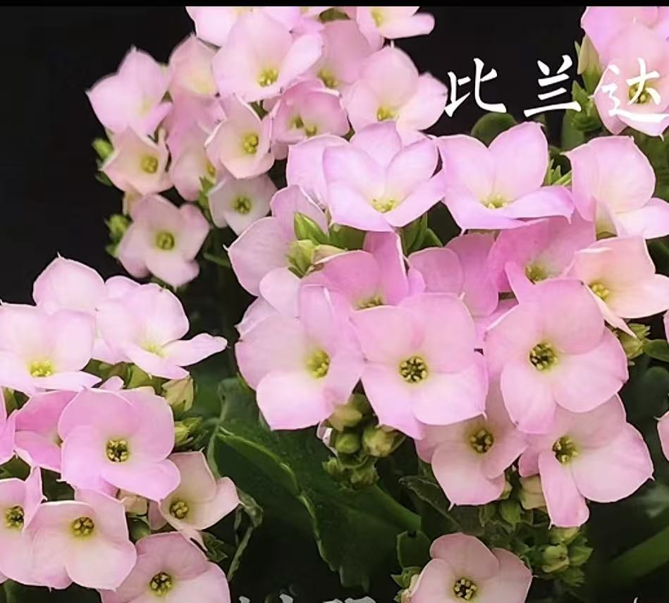 比兰达（青稞无花苞）单瓣长寿花140#盆一盆三棵原盆原土发货