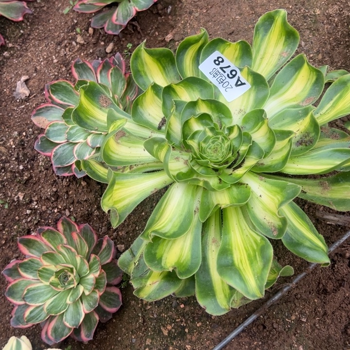 多肉植物678不售后