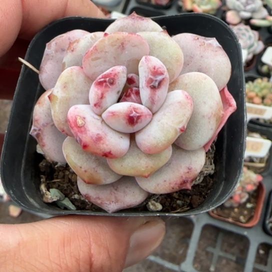 398凌雪多肉植物多