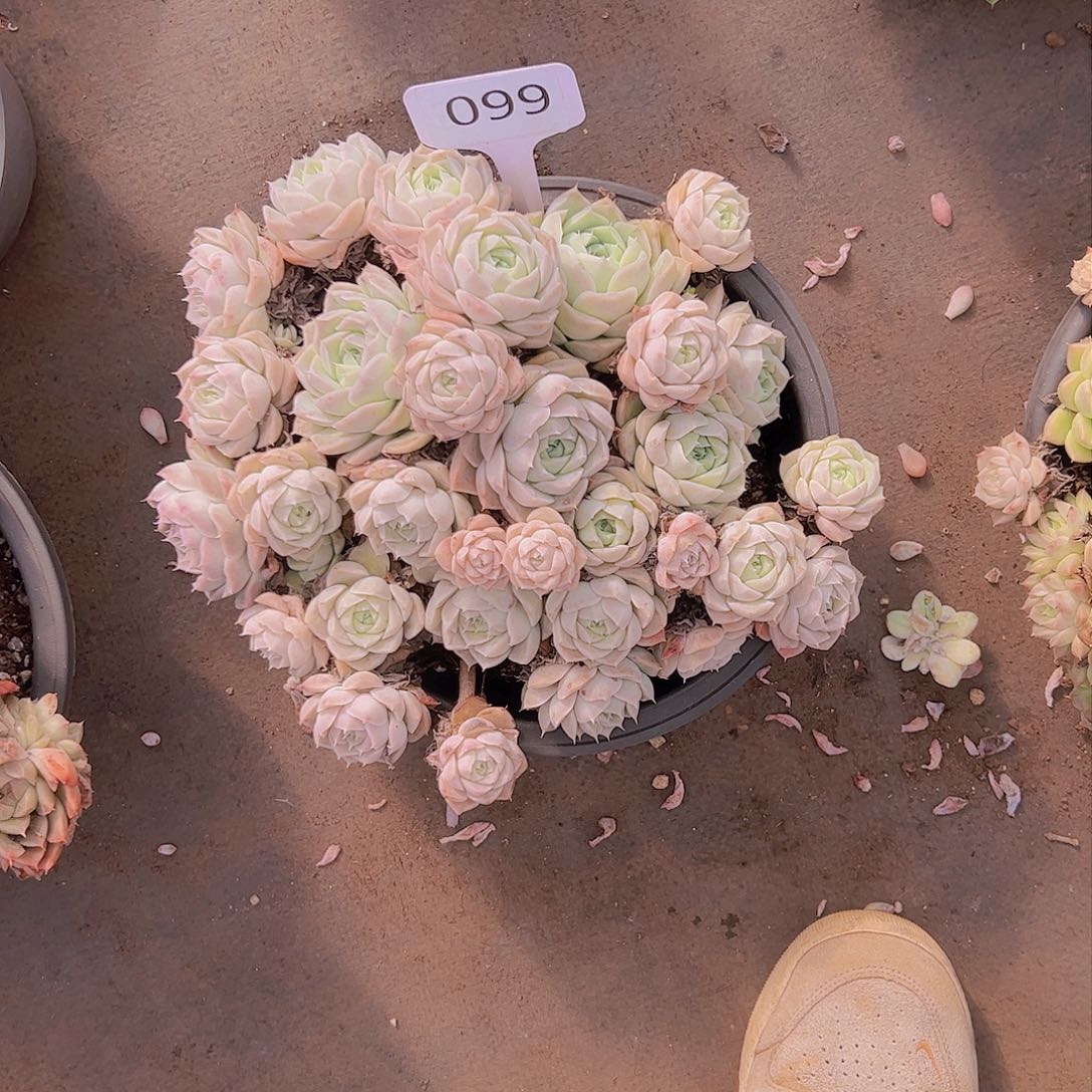 小**?99白月影20不售后