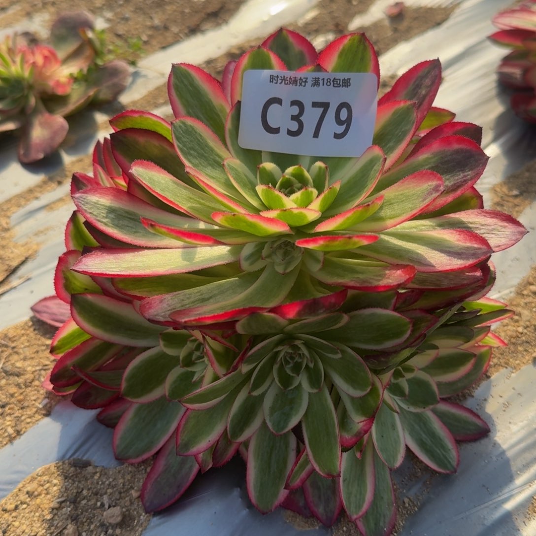379荔枝多肉植物