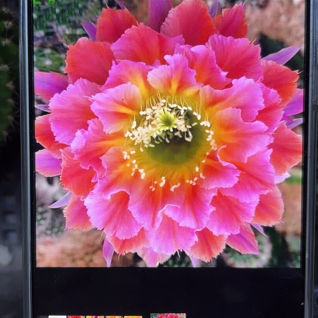 光辉岁月4公分侧牙20包邮20