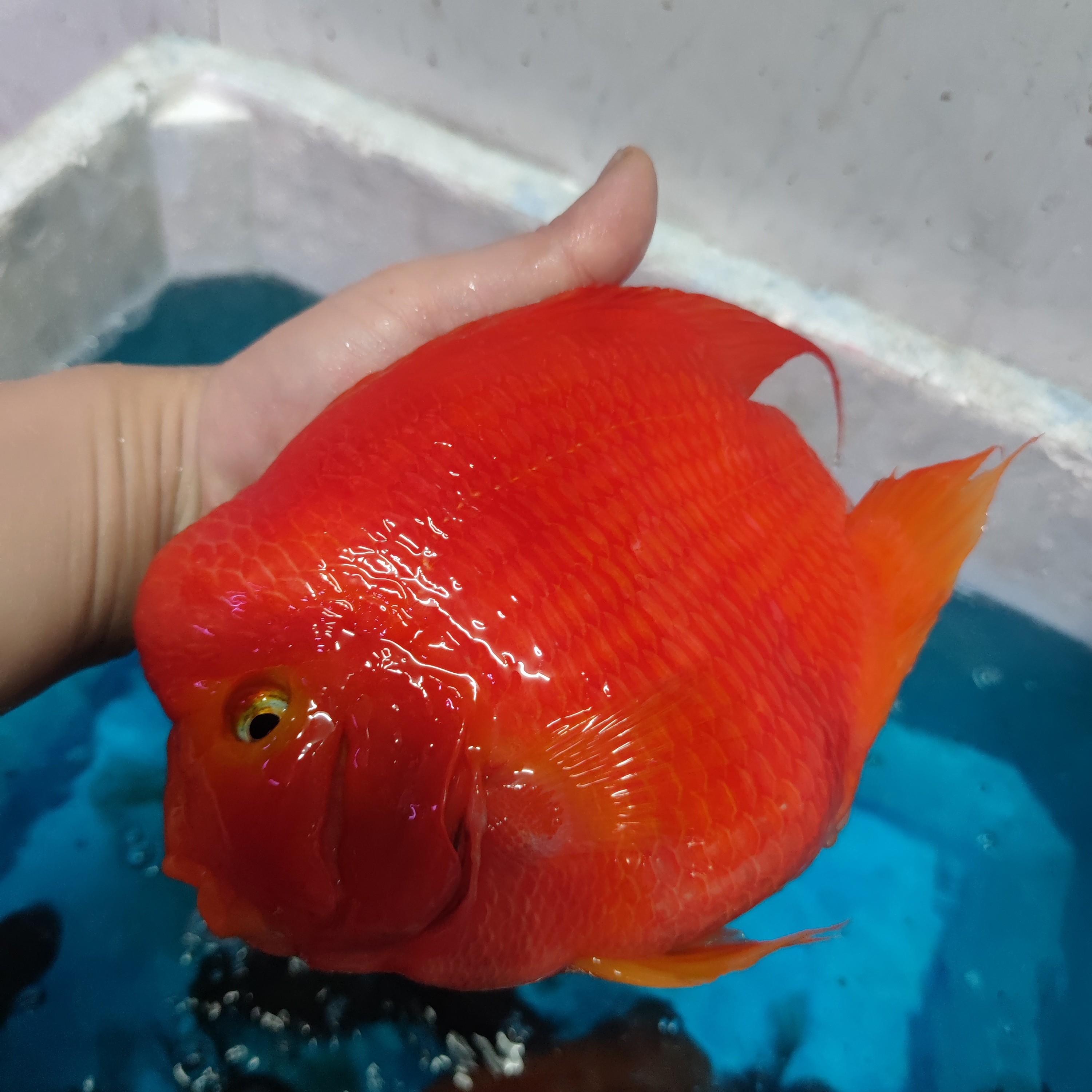 血红鹦鹉鱼活体热带观赏鱼可混养适合龙缸搭配