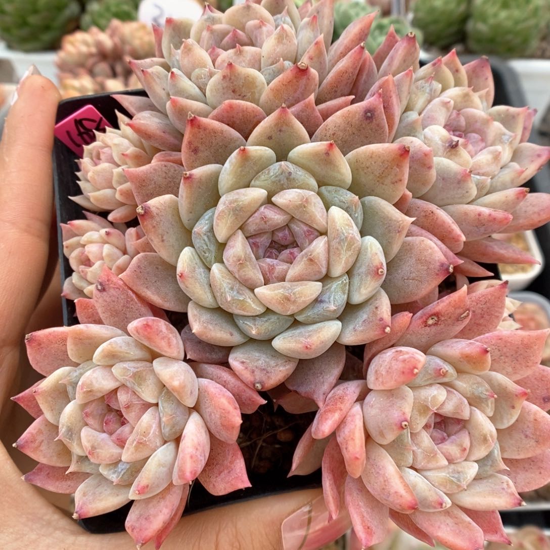 八头糖心粉魄群生可拍。     