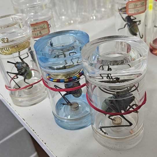 蟋蟀两个60/110大叫