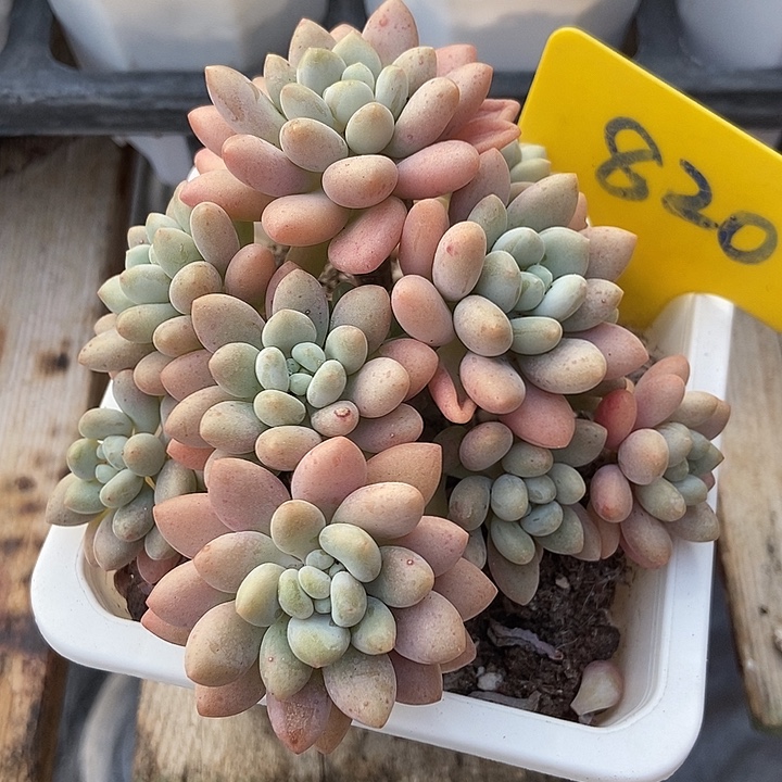多肉植物鱼子酱820