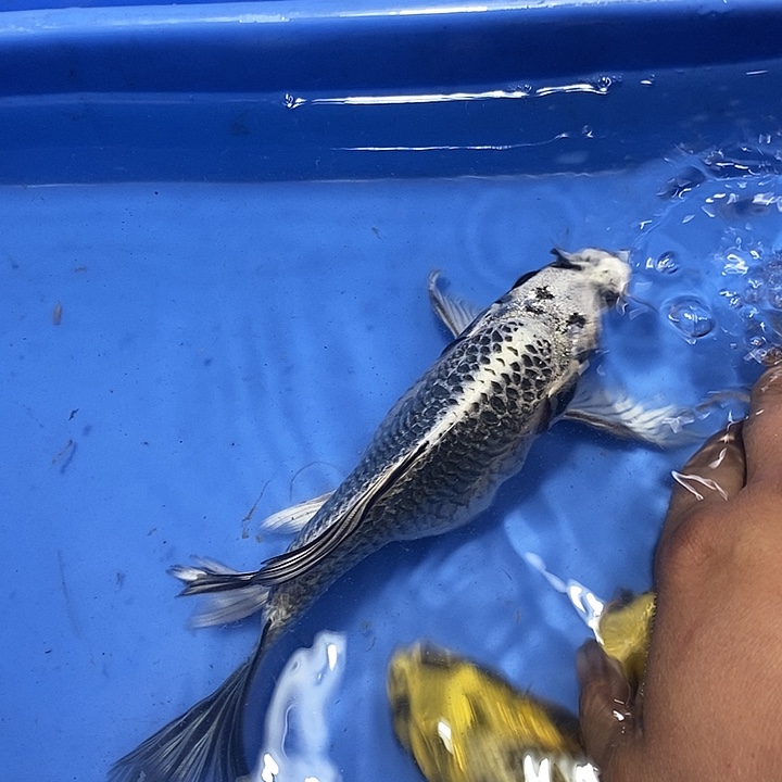 蝴蝶鲤鱼一条银猫o