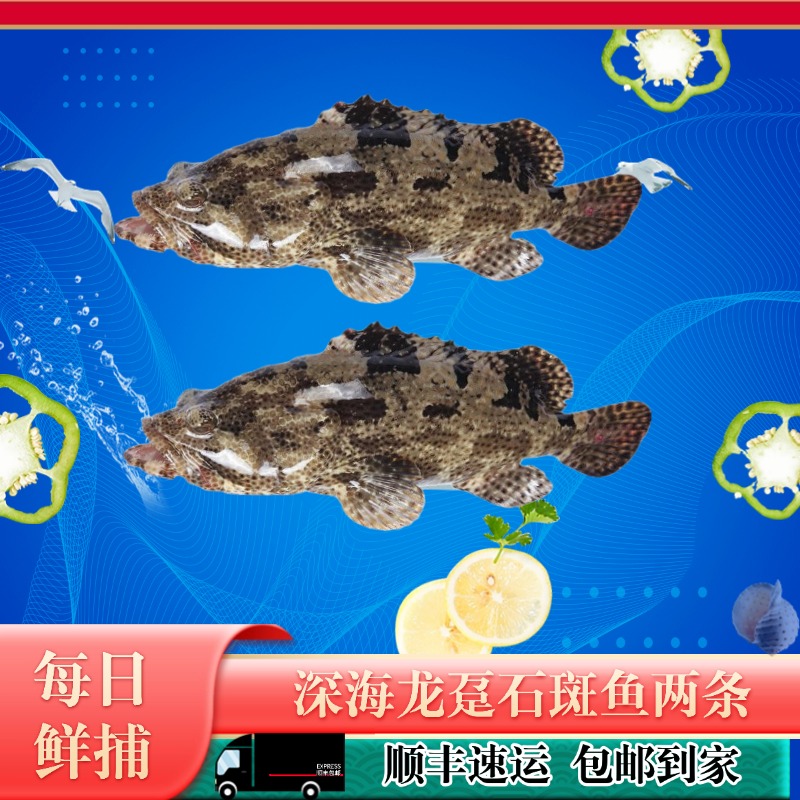 【两条五斤】特大龙胆石斑鱼2条装深海石斑鱼水产速冻生鲜海鲜共5斤