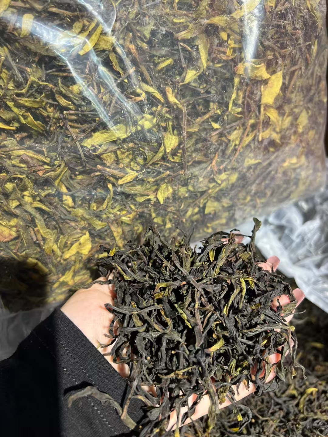 茶虎头春头采蜜兰香番薯蜜香味单丛茶