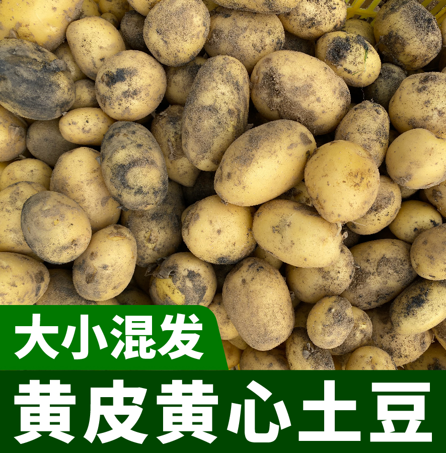 原生态爆皮土豆农家软糯粉面薄皮洋芋马铃薯新鲜现挖现发漏天