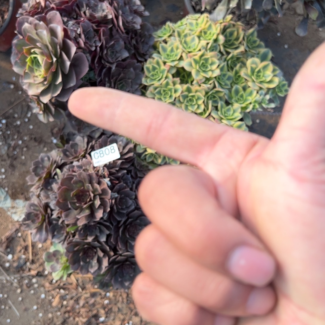 808三颗组合多肉植物