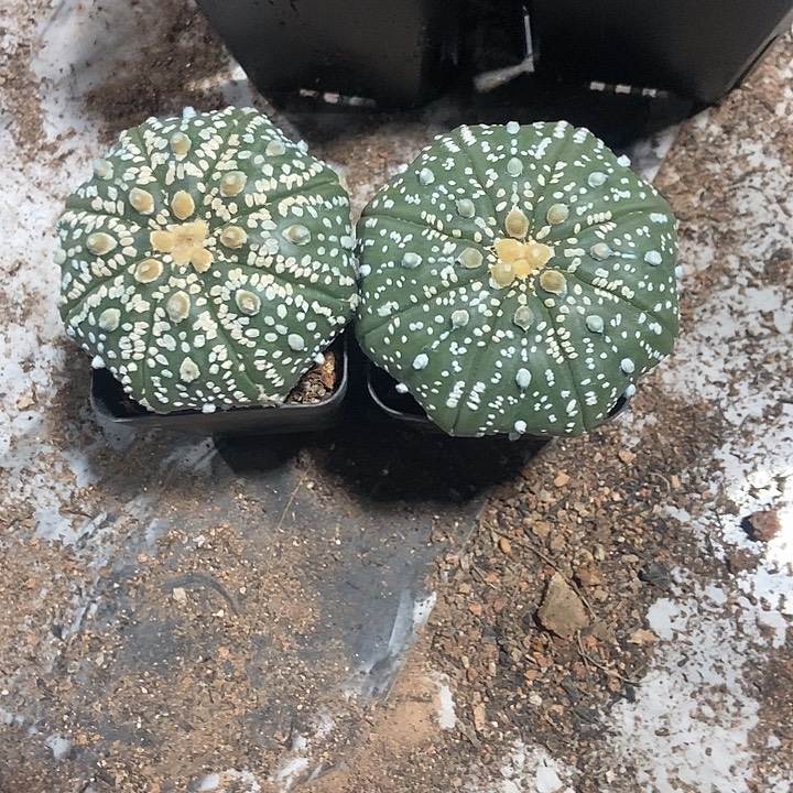 实生超兜一物一拍