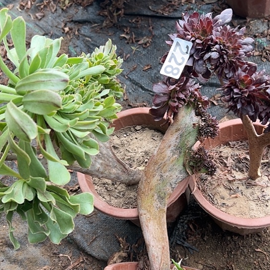 宝***妈多肉植物三个有伤228