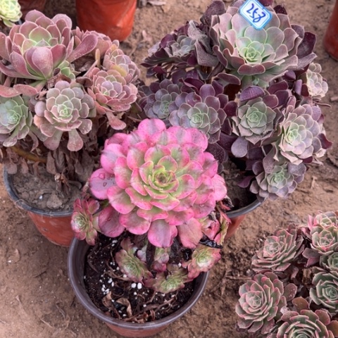 258多肉植物组合，
