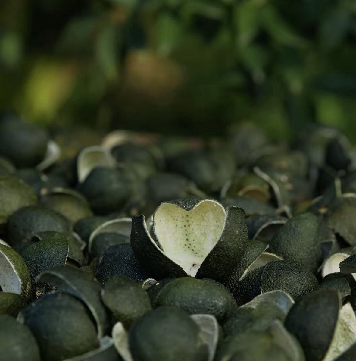 2025年三花青（广西浦北陈皮）