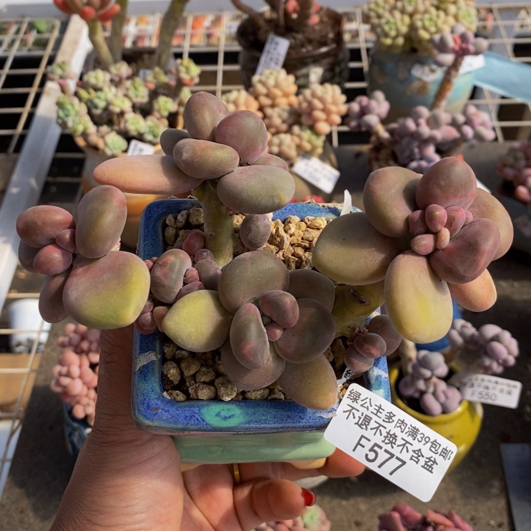 芒果奶酪金蟾kk奶577/10c m