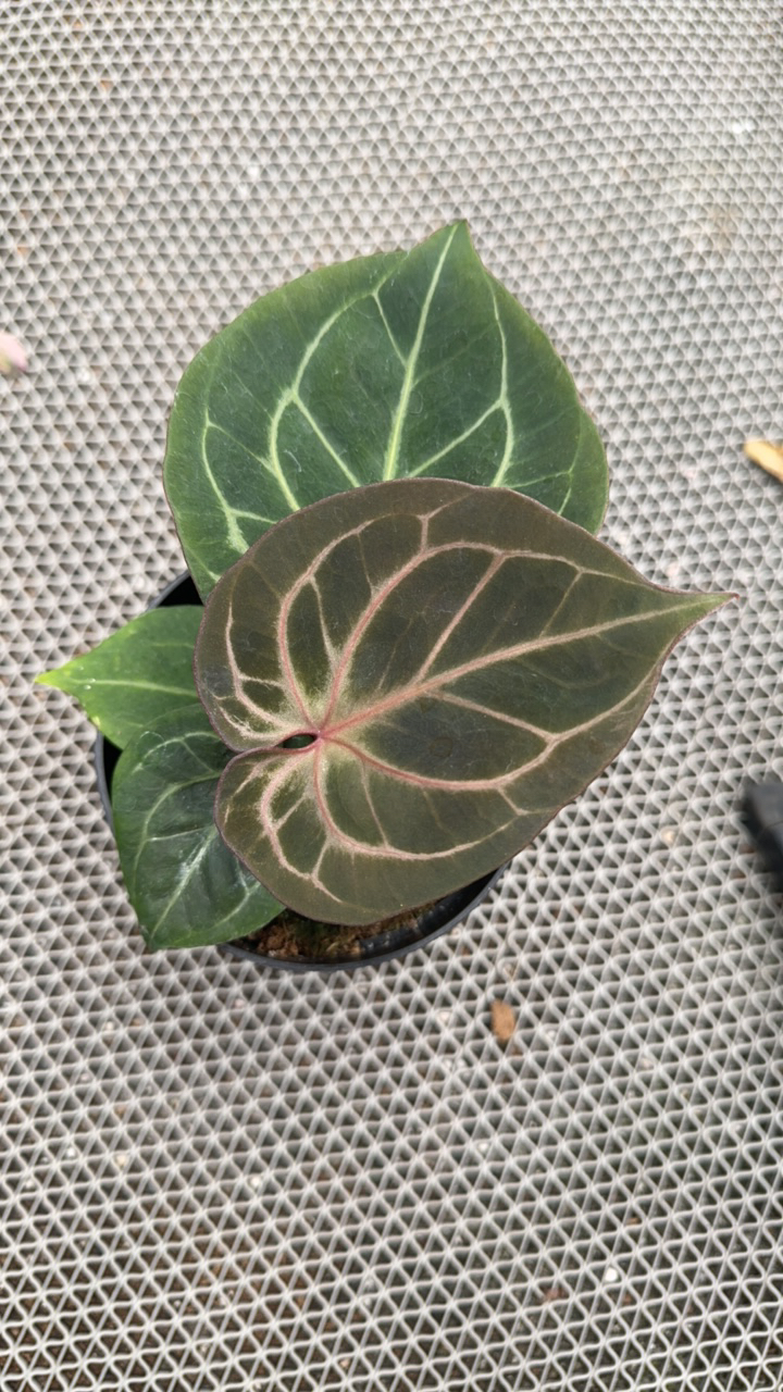 黑桃王牌花烛。   
