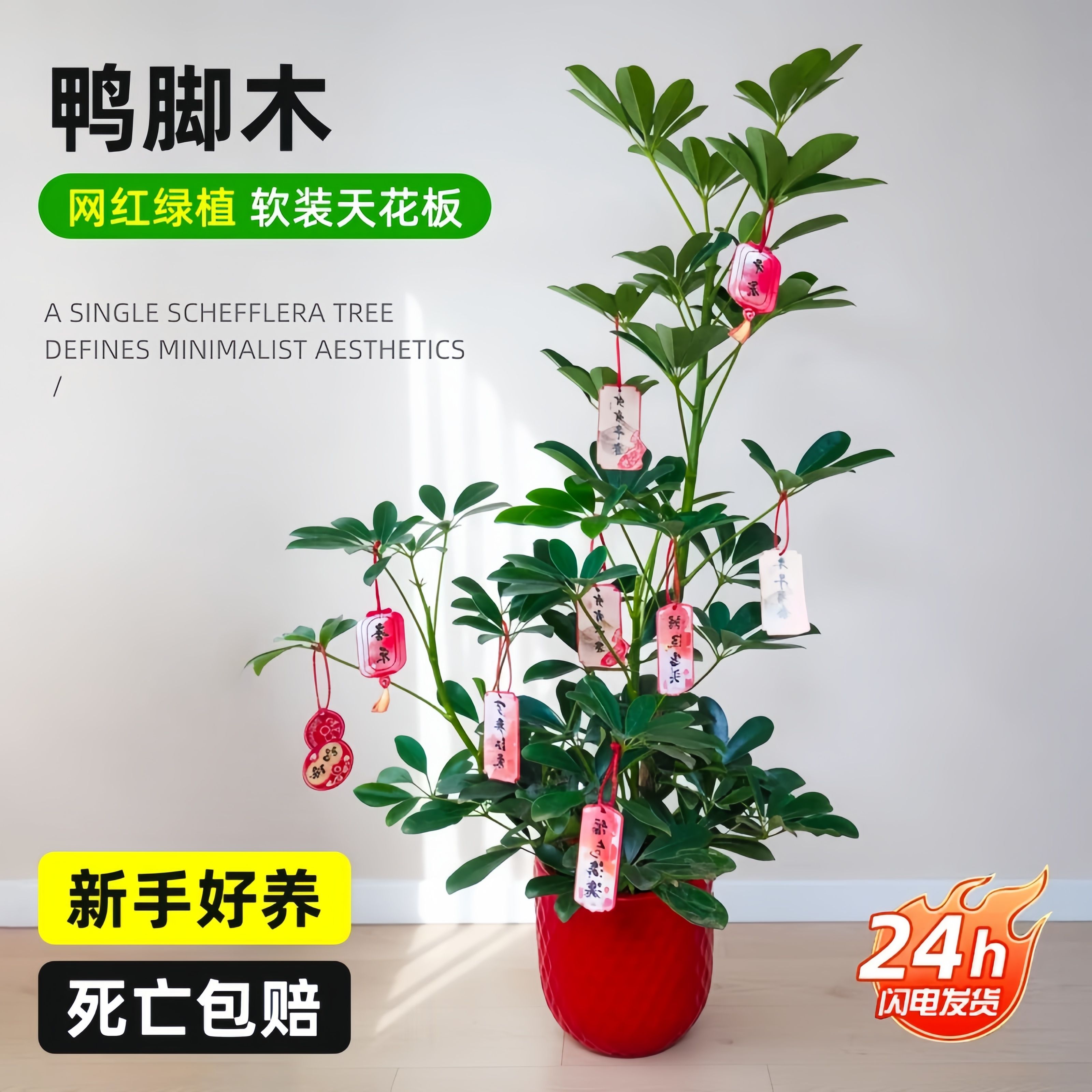 鸭脚木盆栽八方来财办公室内桌面工位植物乔迁旺宅好养绿植年宵花