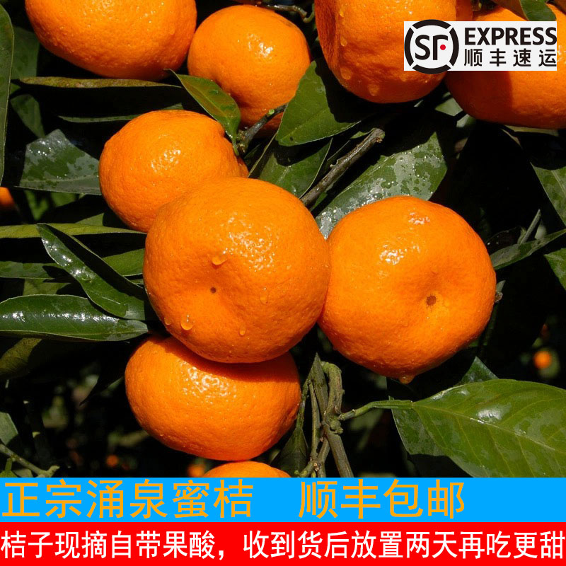 【新品尝鲜】韩三岁甄选浙江台州涌泉蜜桔当季现摘新鲜橘子