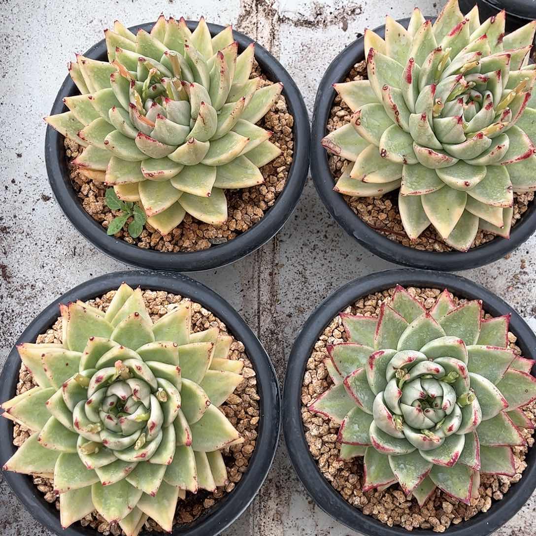 艾克魂锦0000000000