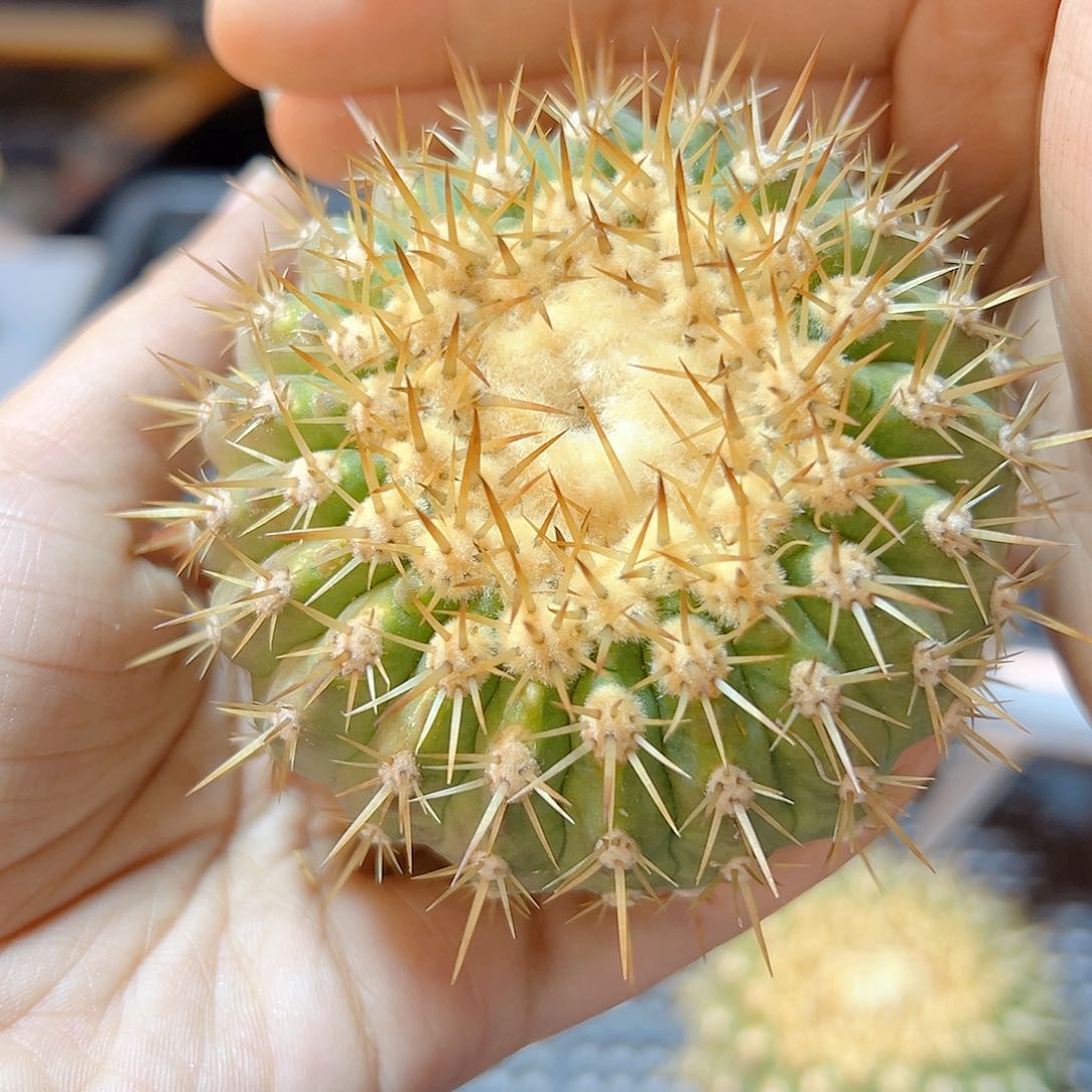 金刺孤龙无根含刺8公分