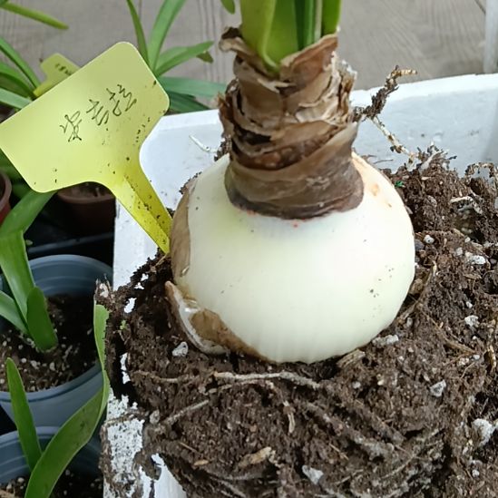 无花朵安吉拉7.8发一个