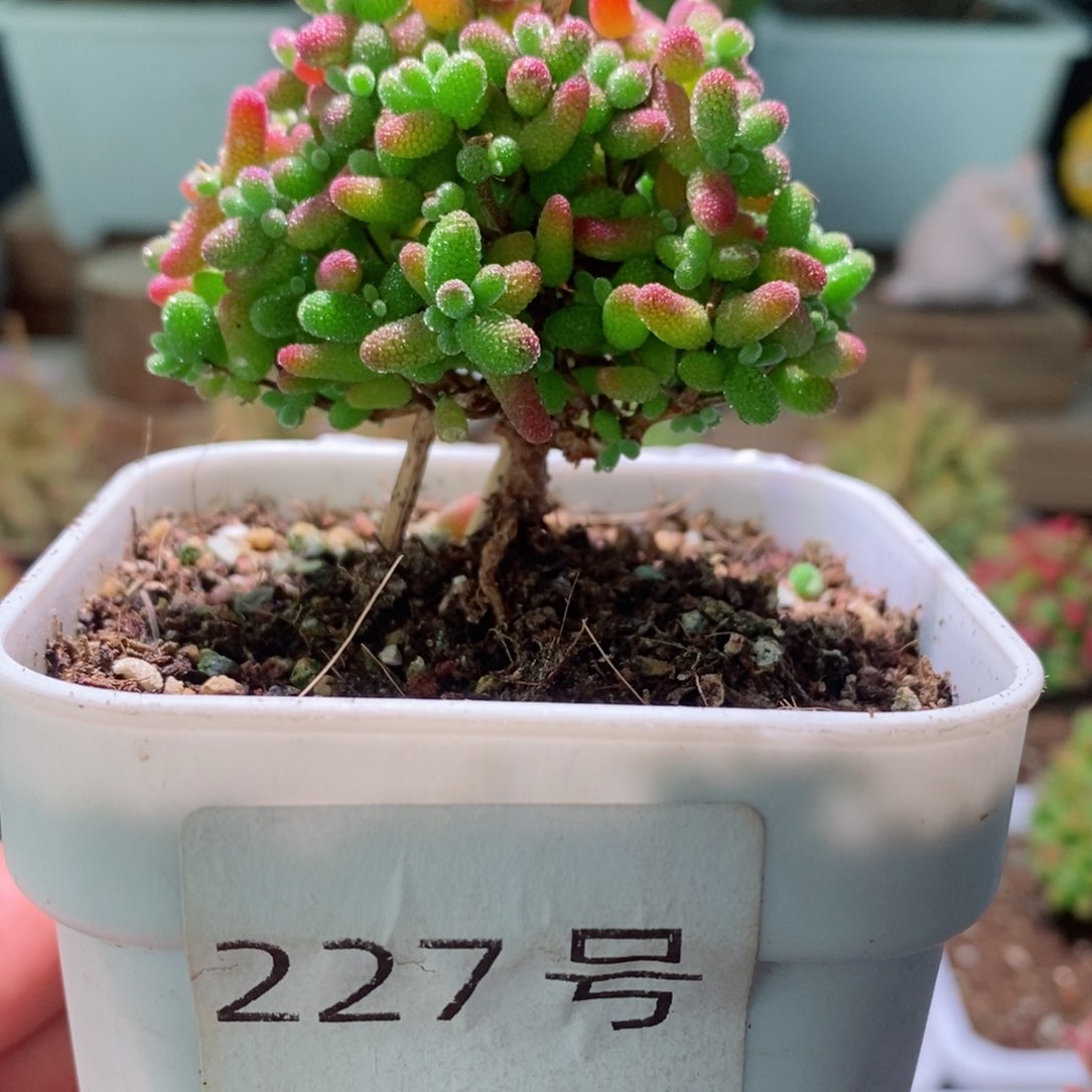 蜜橘带盆土发货一物一拍