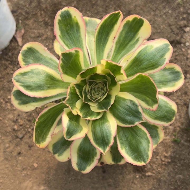 燕子锦多肉植物大单头量