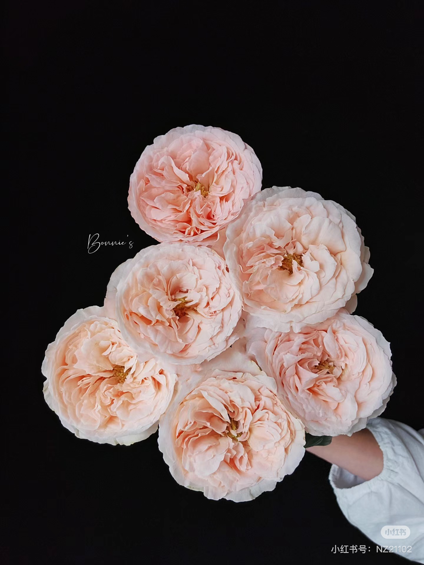 （单头玫瑰）酿植百利甜10支！三件顺丰空运20%不售后