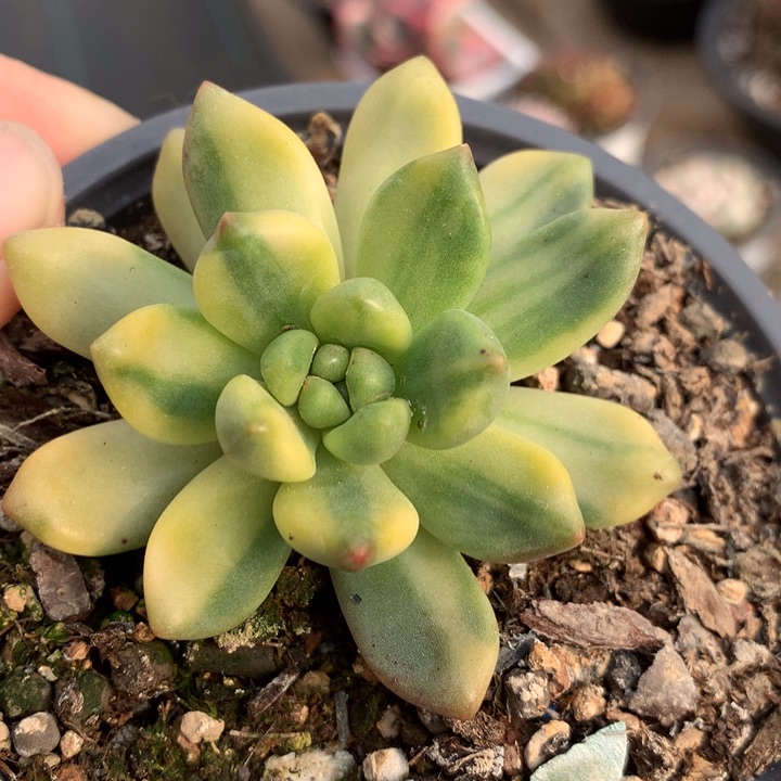 天堂锦多肉植物的